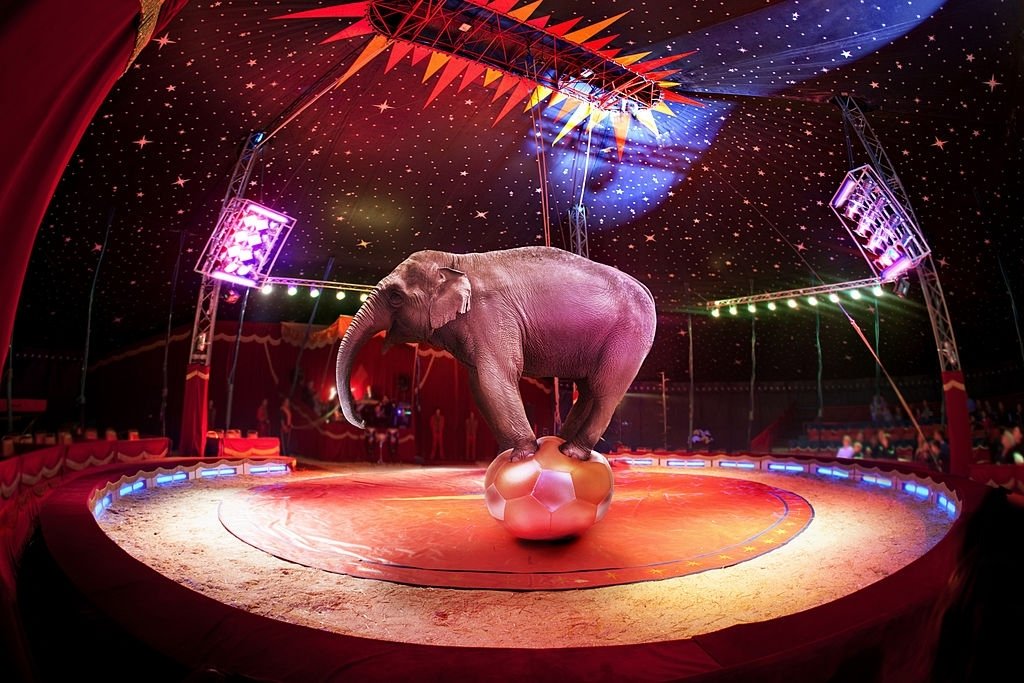 Circus – Dream Meaning and Symbolism 5