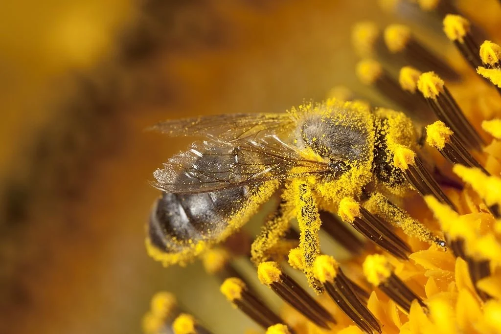 Bee In A Flower