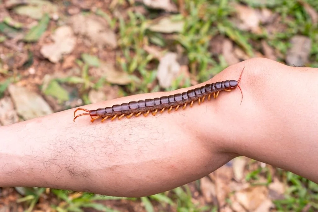 Centipedes On The Body