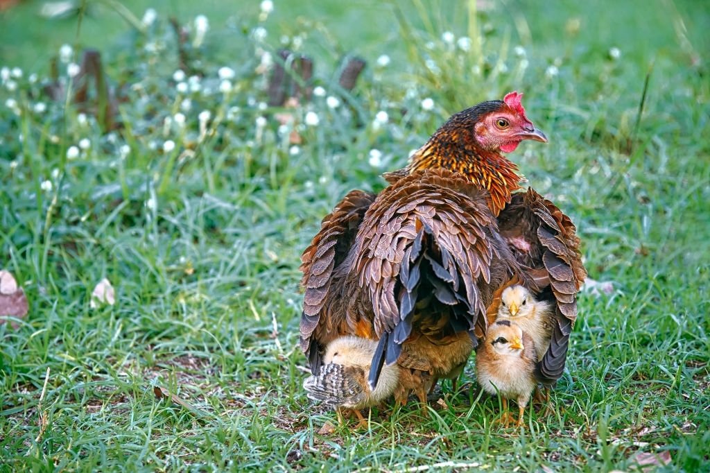 Chicks Near A Hen