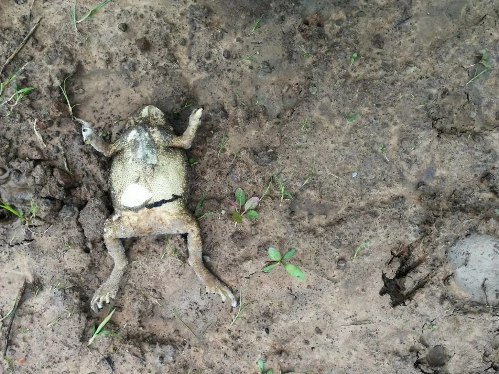 Dead Frog