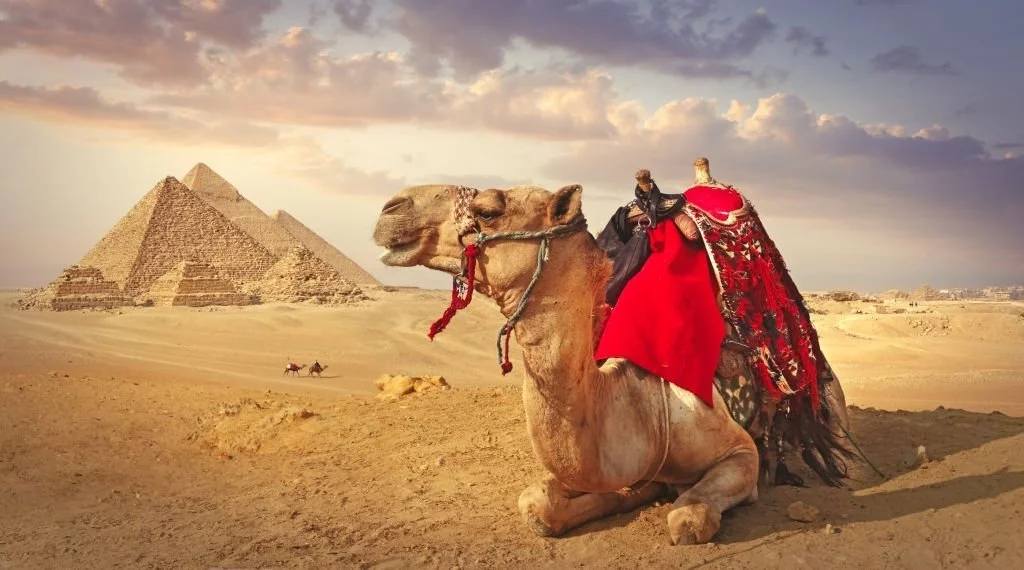 Desert With Camel