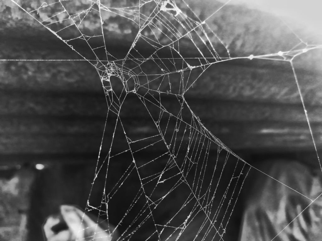 Destroy A Spider's Web