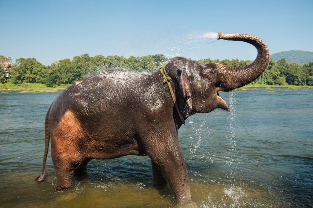 Elephant Taking A Bath