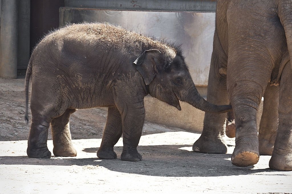 Elephant's Baby