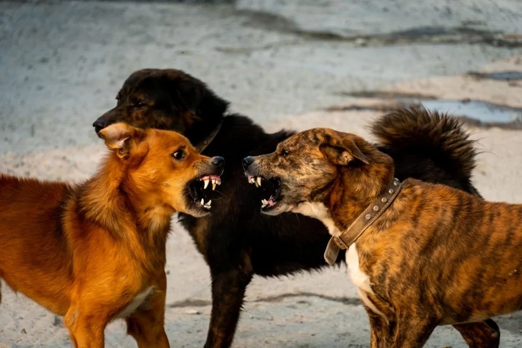 Fight Between Dogs