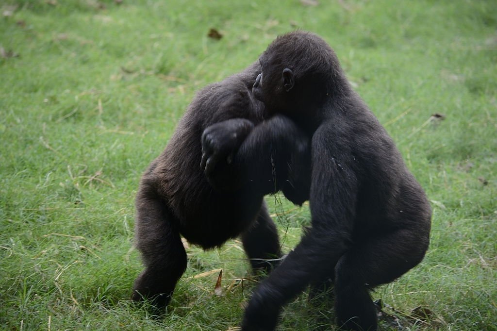 Fighting With A Gorilla