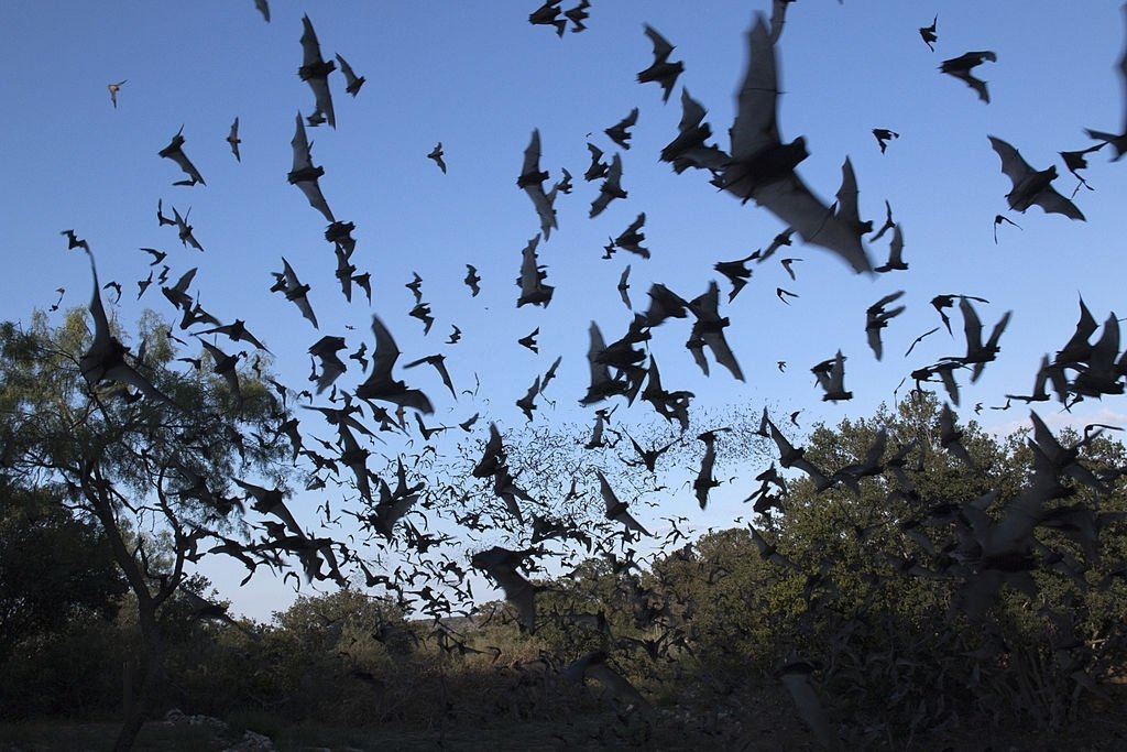Flock Of Bats