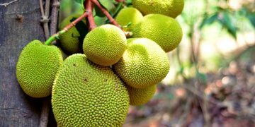 Jackfruit - Dream Meaning and Symbolism 152