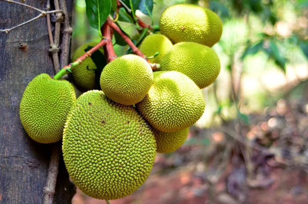 Jackfruit - Dream Meaning and Symbolism 1