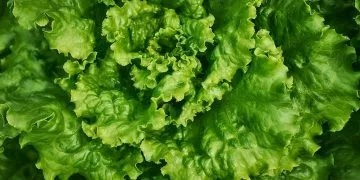 Lettuce – Dream Meaning and Symbolism 148