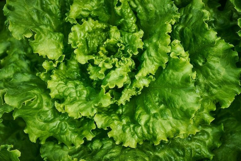 Lettuce – Dream Meaning and Symbolism 1