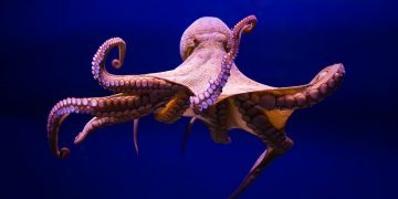 Octopus – Dream Meaning and Symbolism 181