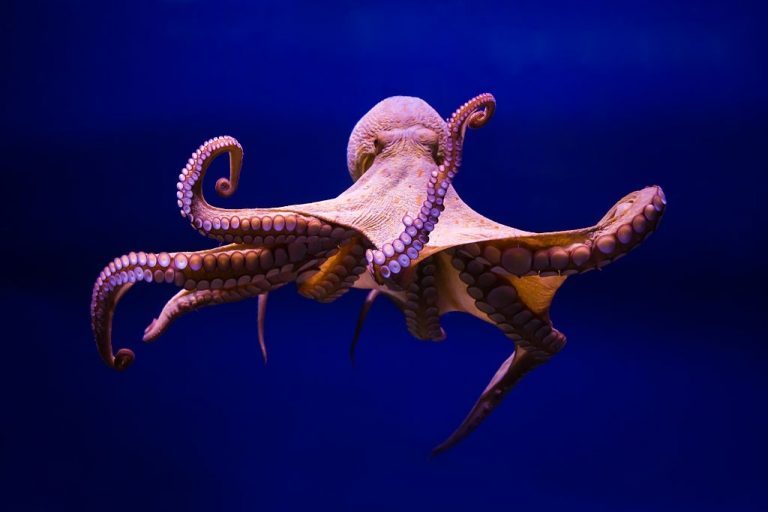 Octopus – Dream Meaning and Symbolism 1