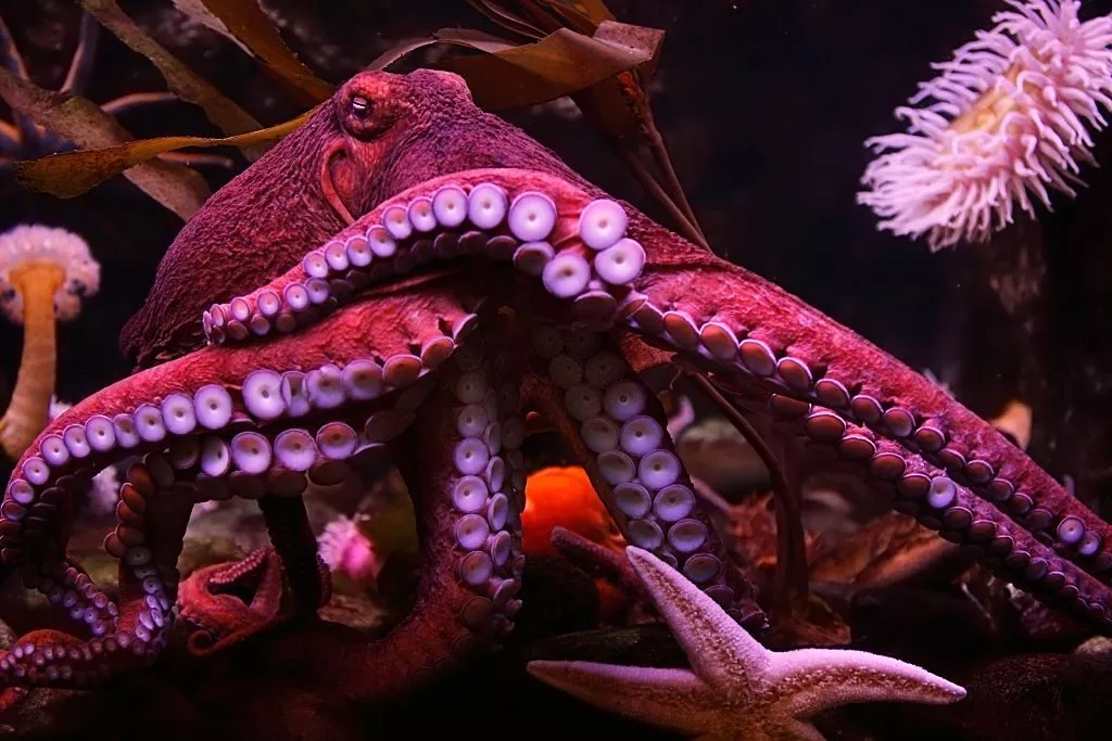 Octopus – Dream Meaning and Symbolism 3