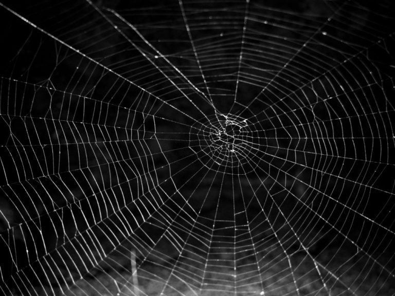 Spider Web - Dream Meaning and Symbolism 1