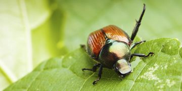 Beetle – Dream Meaning and Symbolism 45