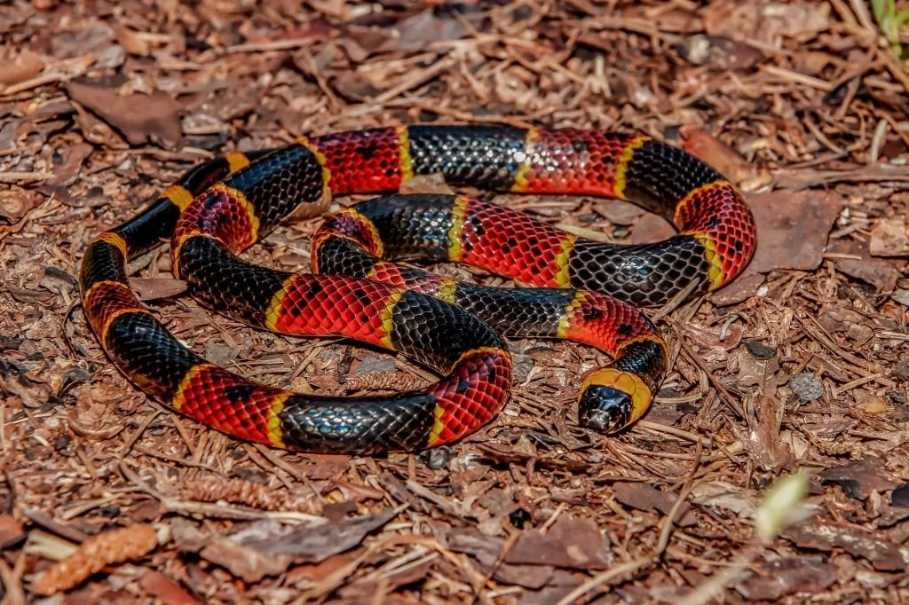 Coral Snake - Dream Meaning and Symbolism 4