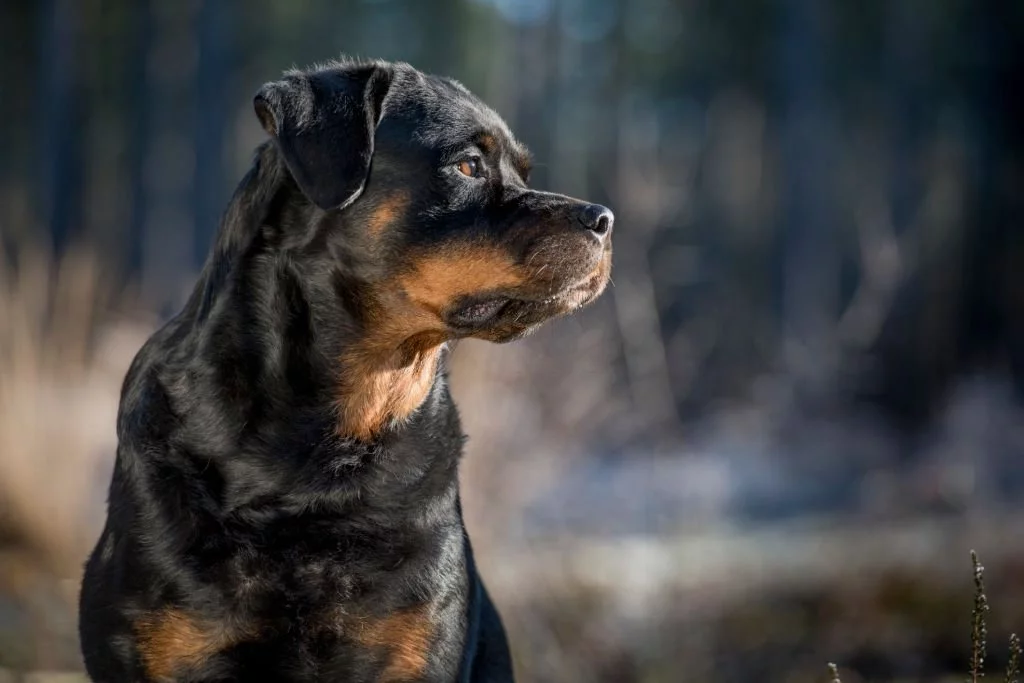 Rottweiler – Dream Meaning and Symbolism 5