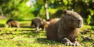 Capybara - Dream Meaning and Symbolism 108