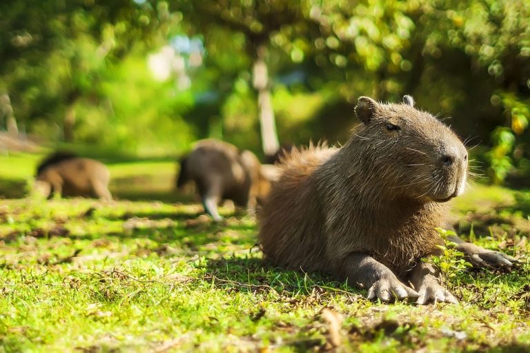 Capybara - Dream Meaning and Symbolism 1