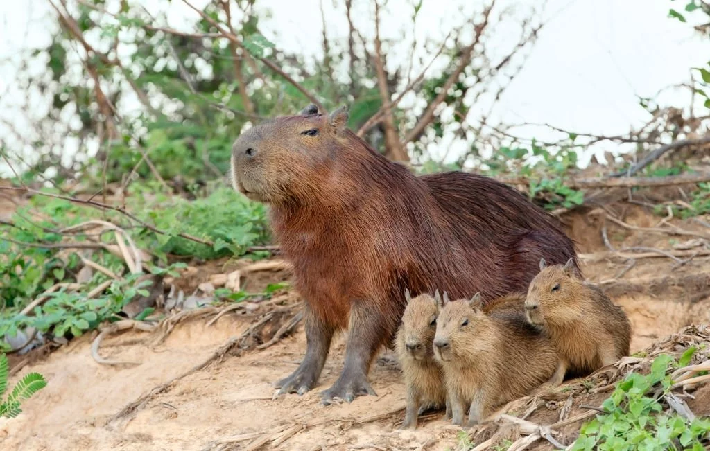 Capybara - Dream Meaning and Symbolism 5