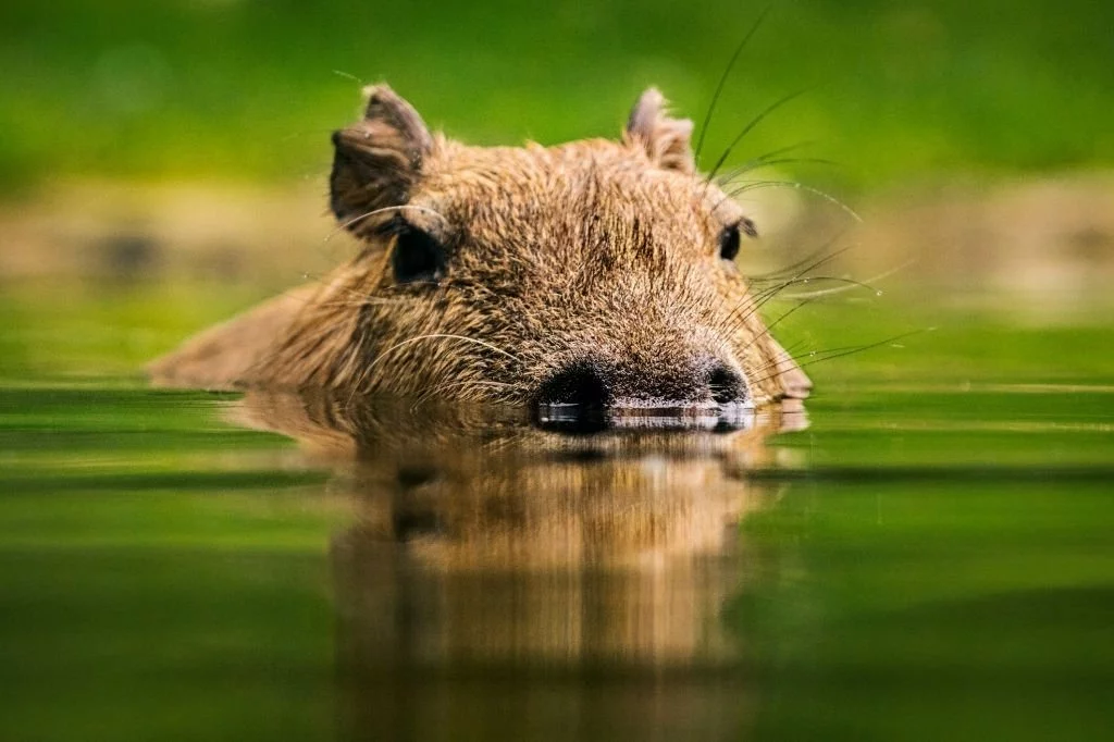 Capybara - Dream Meaning and Symbolism 4