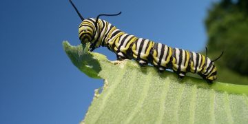 Caterpillar – Dream Meaning and Symbolism 37