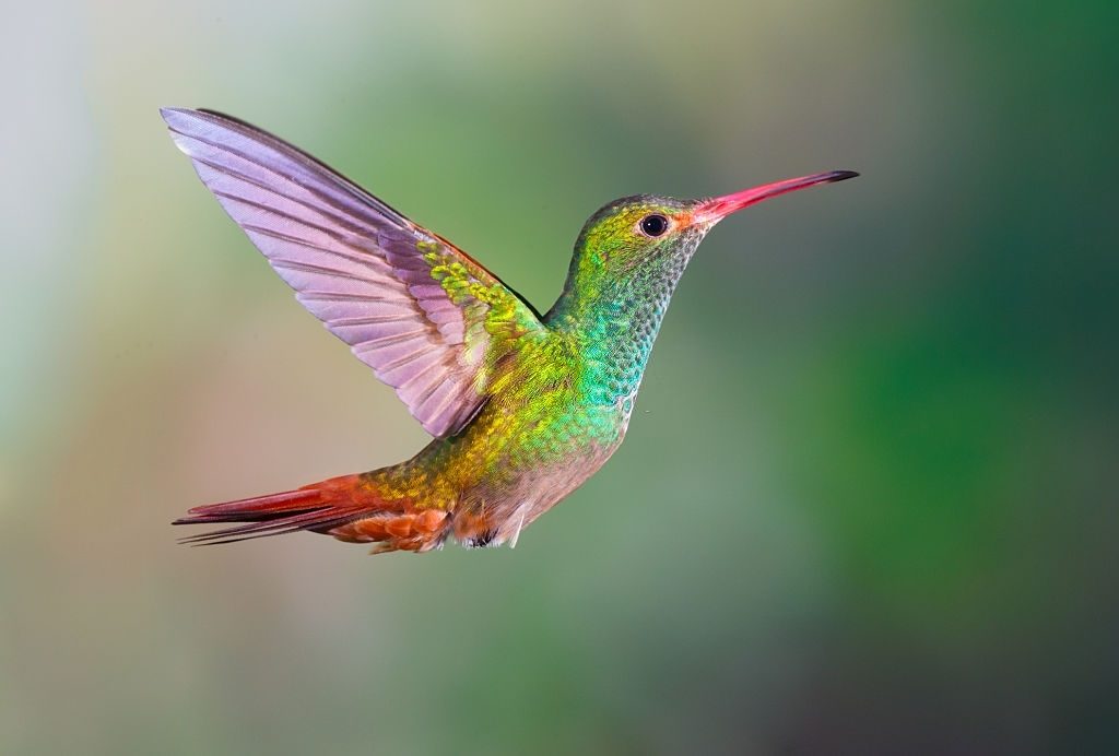 Hummingbird - Dream Meaning and Symbolism 5