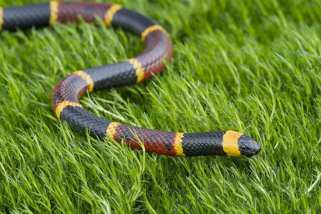 Coral Snake - Dream Meaning and Symbolism 3