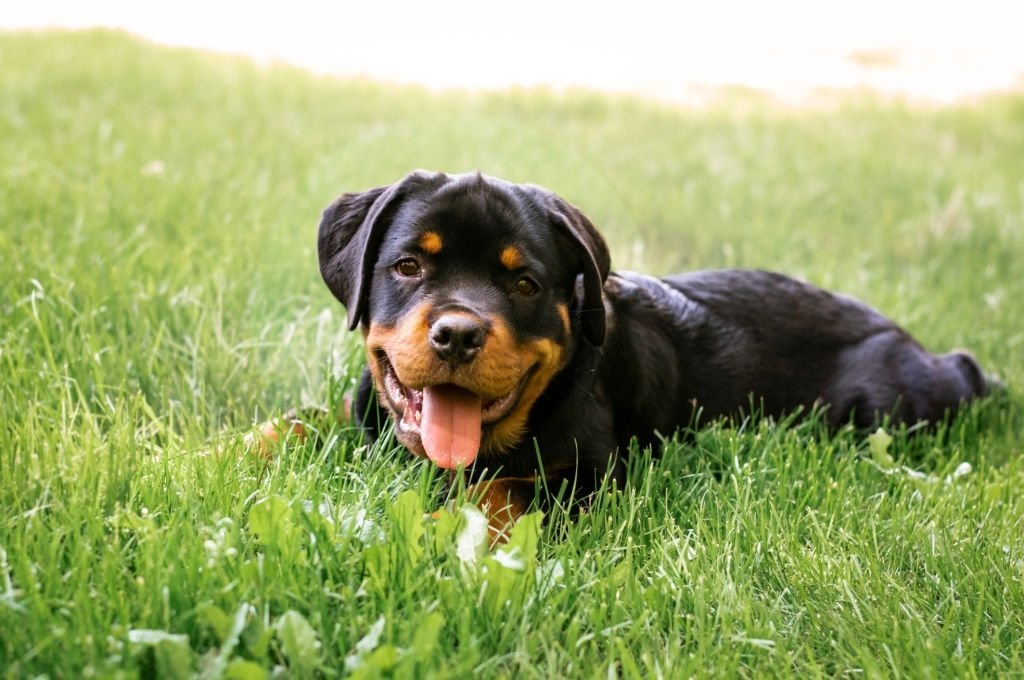Rottweiler – Dream Meaning and Symbolism 3