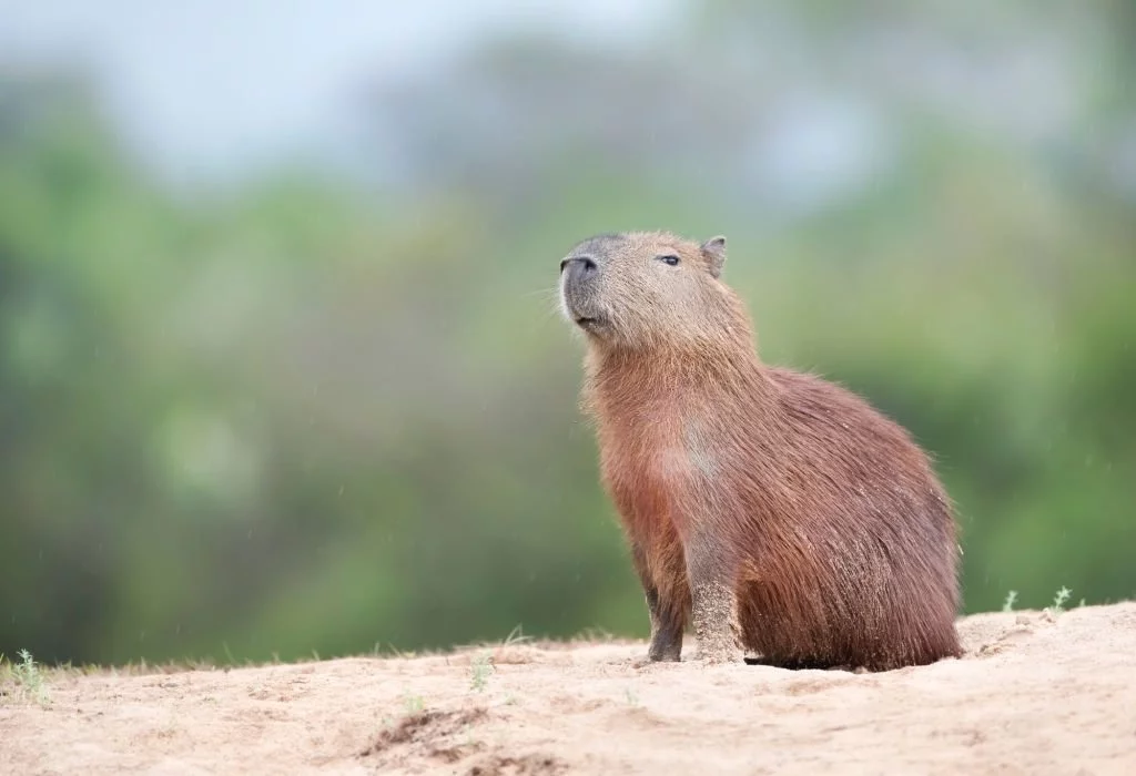 Capybara - Dream Meaning and Symbolism 3