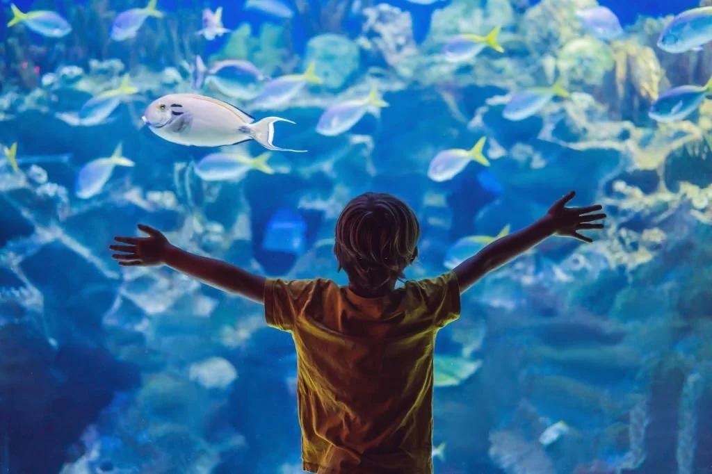 Aquarium – Dream Meaning and Symbolism 5