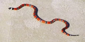 Coral Snake - Dream Meaning and Symbolism 76