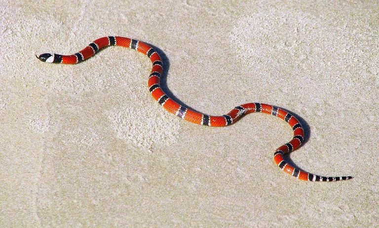 Coral Snake - Dream Meaning and Symbolism 1