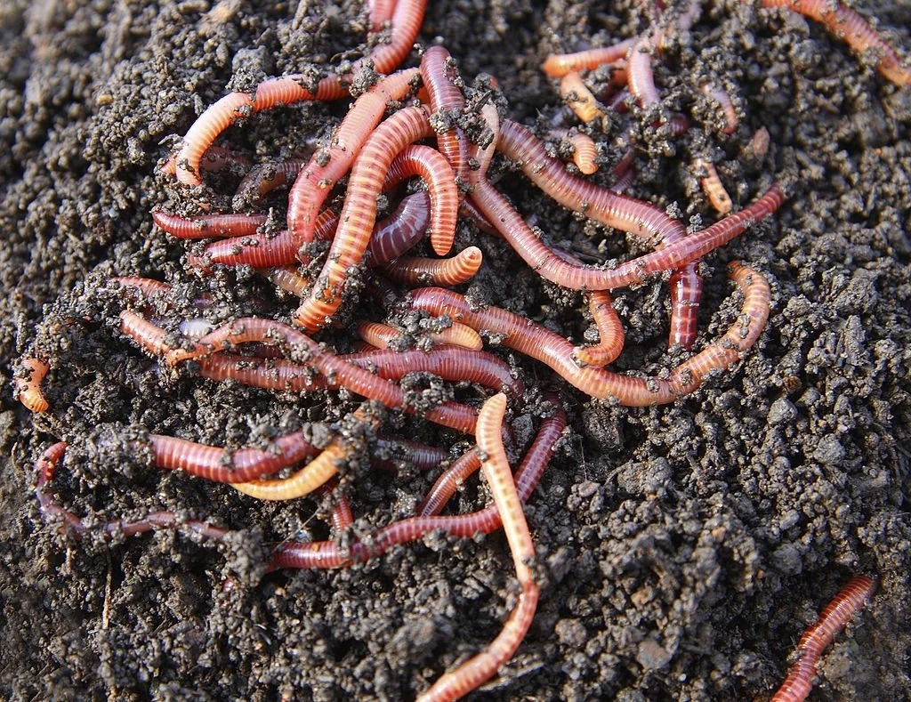 Worms - Dream Meaning and Symbolism 3