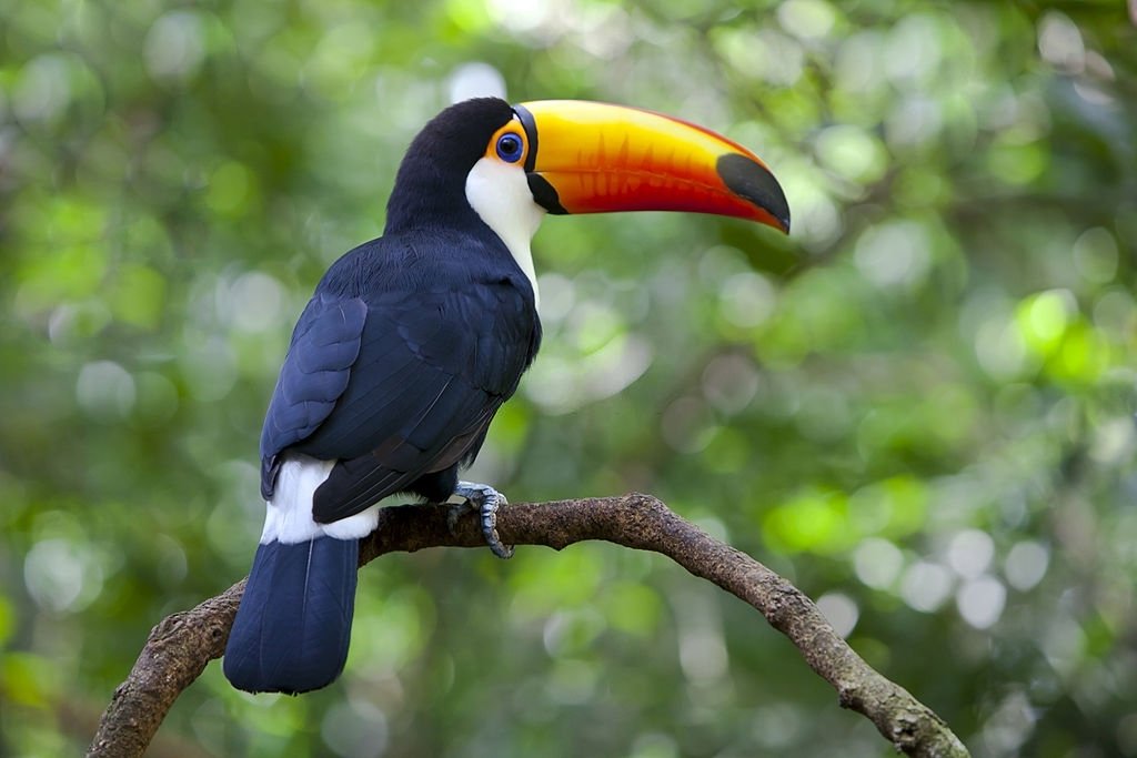 Toucan - Dream Meaning and Symbolism 3