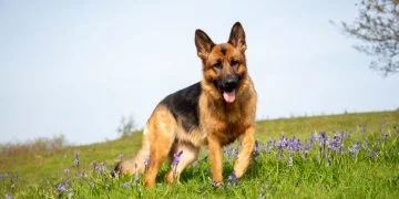 German Shepherd – Dream Meaning and Symbolism 144