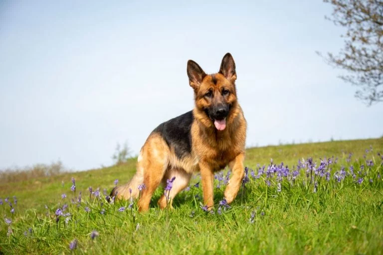 German Shepherd – Dream Meaning and Symbolism 1