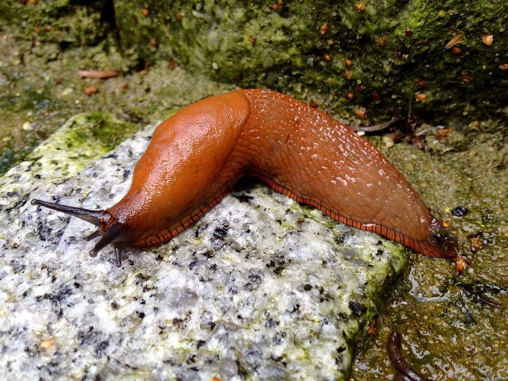 Slug - Dream Meaning and Symbolism 4