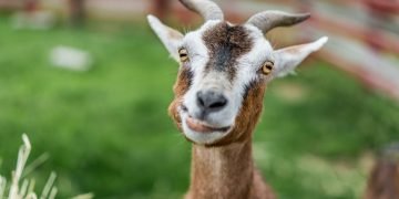 Goat - Dream Meaning and Symbolism 100