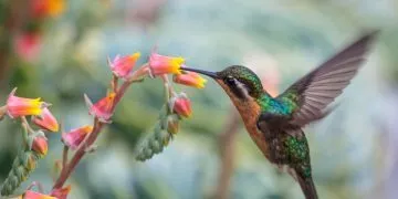Hummingbird - Dream Meaning and Symbolism 169