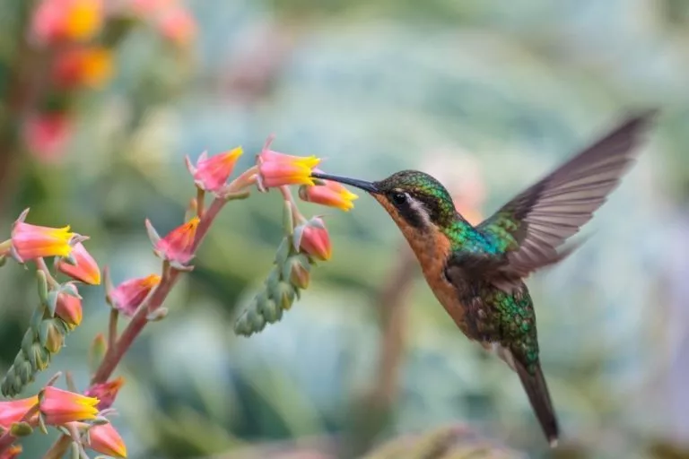 Hummingbird - Dream Meaning and Symbolism 1
