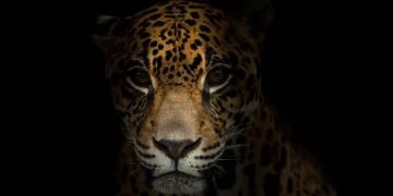 Jaguars - Dream Meaning and Symbolism 88