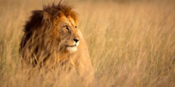 Lion - Dream Meaning and Symbolism 104