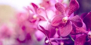 Orchids - Dream Meaning and Symbolism 82