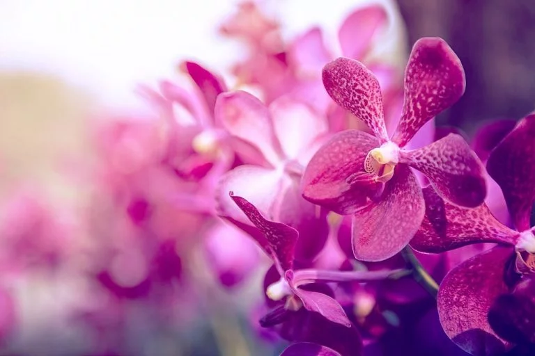 Orchids - Dream Meaning and Symbolism 1