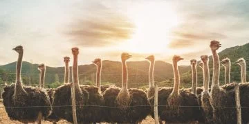 Ostrich - Dream Meaning and Symbolism 37