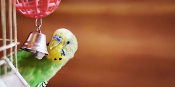 Parakeets - Dream Meaning and Symbolism 136