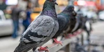Pigeon - Dream Meaning and Symbolism 68